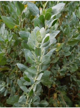 Atriplex halimus