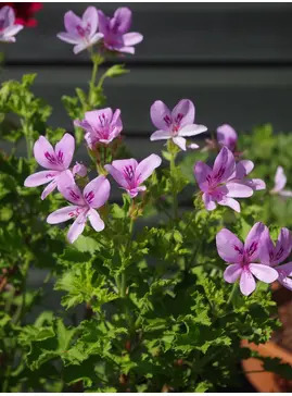 Pelargonium 'Prince of Orange'