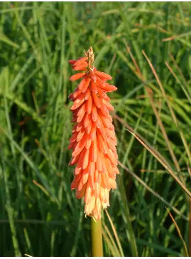 Kniphofia 'Strawberries and Cream'