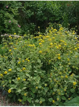 Phlomis chrysophylla