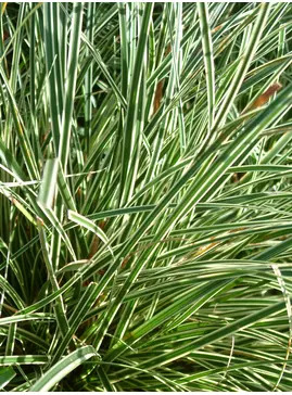 Carex oshimensis (Everest) ('Fiwhite')