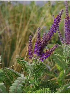 Amorpha canescens