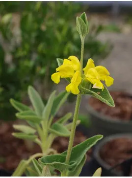 Phlomis monocephala
