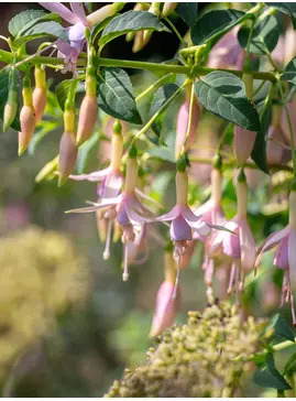 Fuchsia 'Whiteknights Pearl'
