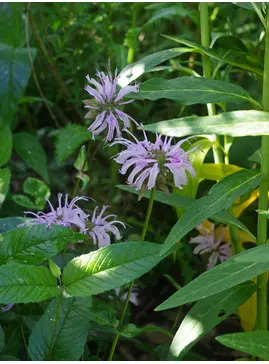 Monarda bradburyana