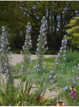 Salvia rosmarinus 'Miss Jessopp's Upright'