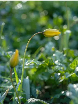 Tulipa sylvestris (5xDB)