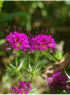 Phuopsis stylosa 'Purpurea'