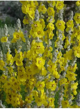 Verbascum bombyciferum