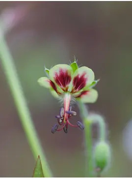 Geranium shensianum 1L (syn. refractum)