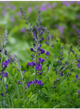 Baptisia australis