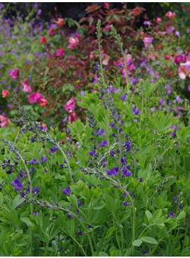Baptisia australis