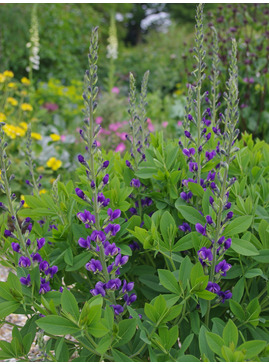 Baptisia australis 'Blueberry Sundae'