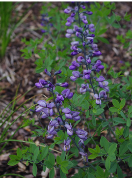 Baptisia australis 'Purple Smoke'