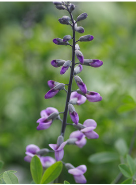 Baptisia australis 'Purple Smoke'