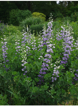 Baptisia australis var. minor