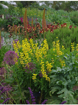 Baptisia ex Coen Jansen