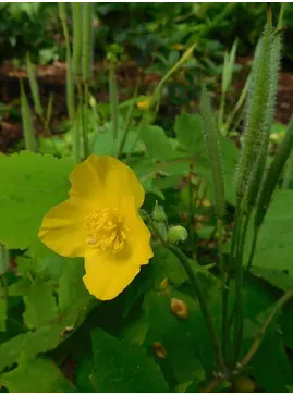 Stylophorum diphyllum