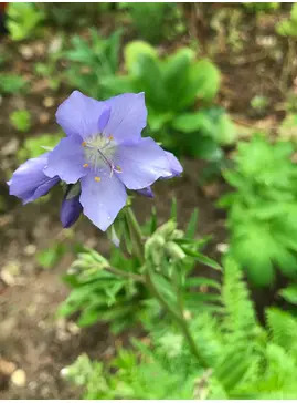 Polemonium caeruleum