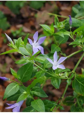 Vinca difformis subsp. sardoa