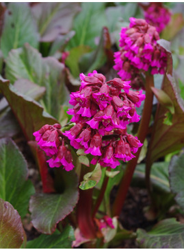 Bergenia 'Abendglocken'