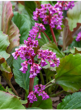 Bergenia 'Ballawley'