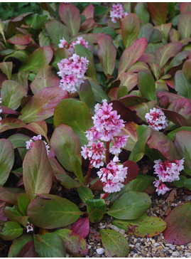 Bergenia 'Beethoven'