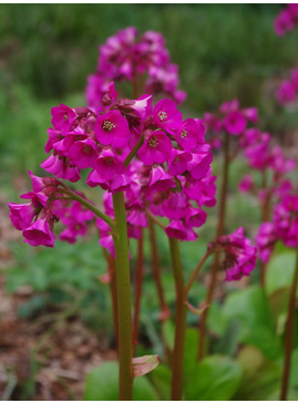 Bergenia cordifolia 'Rosa Schwester'