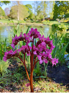 Bergenia 'Margery Fish'