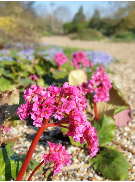 Bergenia 'Morgenröte'