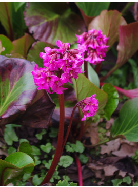 Bergenia 'David'