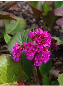 Bergenia 'Pugsley's Pink'