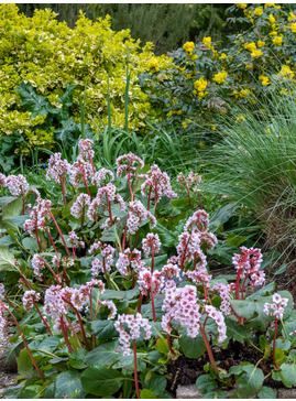 Bergenia 'Schneekönigin'