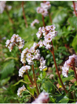 Bergenia 'Schneekönigin'