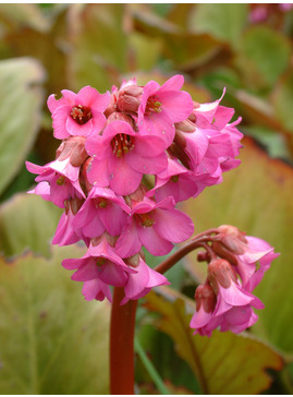 Bergenia 'Sunningdale'