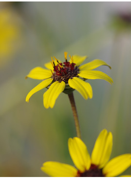 Berlandiera lyrata 