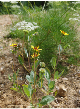 Berlandiera lyrata 
