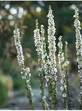 Verbascum chaixii