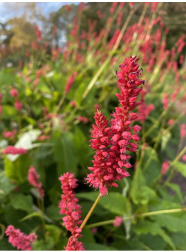 Bistorta amplexicaulis 'Arends Stolz'