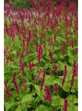 Bistorta amplexicaulis 'Atrosanguinea'