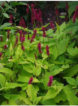 Bistorta amplexicaulis 'Golden Arrow'