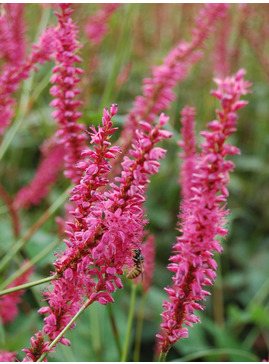 Bistorta amplexicaulis 'Rubie's Pink'