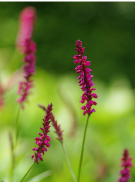 Bistorta amplexicaulis [Taurus] ('Blotau')