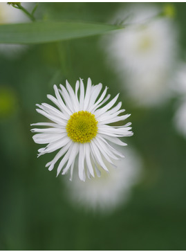 Boltonia asteroides