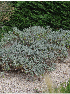Brachyglottis (Dunedin Group) 'Sunshine'