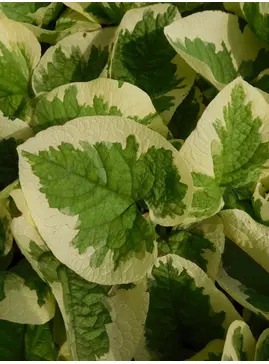 Brunnera macrophylla 'Dawson's White'