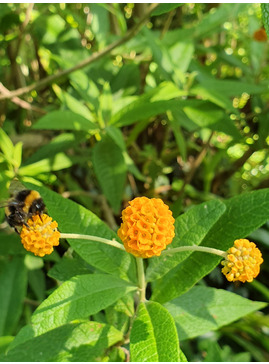 Buddleja globosa