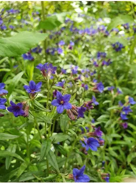 Buglossoides purpurocaerulea