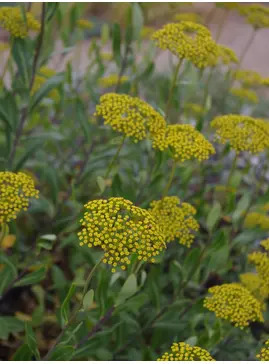 Bupleurum fruticosum