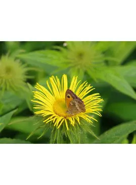 Plants to encourage specific insects and birds